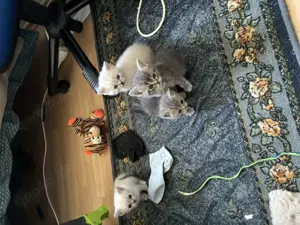 Bkh kitten  6 kitten  Bild 5