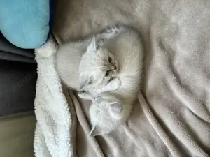 Bkh kitten  6 kitten  Bild 2