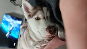 Husky-Malamute Mix Forest