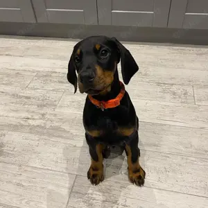  Dobermann welpen
