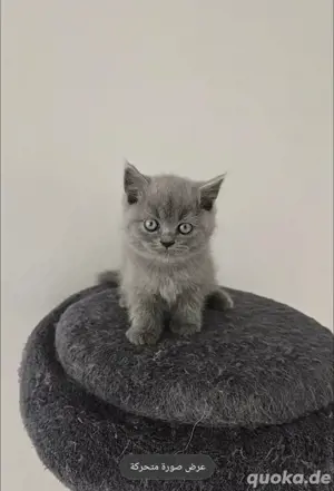 BKH kitten