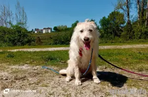 Unsere sanfte WHITNEY     sucht ihr Für-immer-Zuhause  Bild 4
