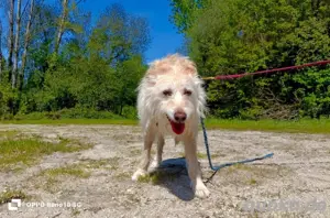 Unsere sanfte WHITNEY     sucht ihr Für-immer-Zuhause  Bild 7