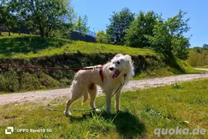 Unsere sanfte WHITNEY     sucht ihr Für-immer-Zuhause  Bild 5
