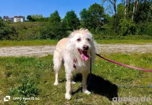 Unsere sanfte WHITNEY     sucht ihr Für-immer-Zuhause 