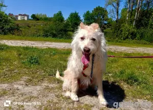 Unsere sanfte WHITNEY     sucht ihr Für-immer-Zuhause  Bild 9