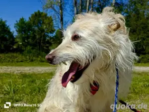 Unsere sanfte WHITNEY     sucht ihr Für-immer-Zuhause  Bild 2