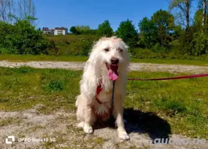 Unsere sanfte WHITNEY     sucht ihr Für-immer-Zuhause  Bild 8