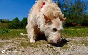 Unsere sanfte WHITNEY     sucht ihr Für-immer-Zuhause  Bild 6