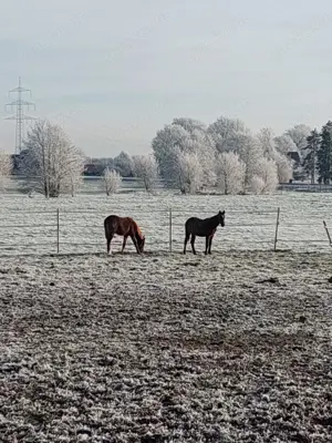 Pferdeboxen in Münster-Roxel zu vermieten  Bild 4