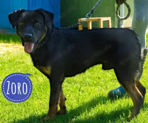 Zoro, junger Rottweiler   Deutscher Jagdterrier Rüde