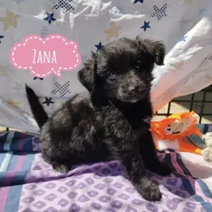 Zana, Zen & Ziggi ein ganzes Bündel Welpen