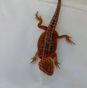 Bartagame 
