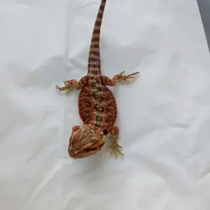 Bartagame 