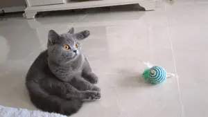 Wunderschönen und liebevolle Katze 