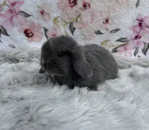 Minilop Zwergkaninchen 