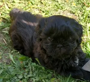 Reinrassige Shih Tzu Welpen suchen ab 07.05. ein neues zu Hause