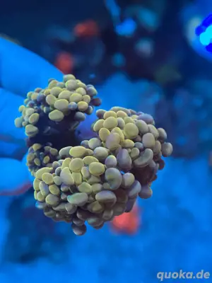 Euphyllia Golden Nugget