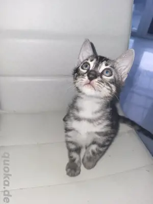 bengalkatze silver charcoal  mit Stammbaum  Bild 2