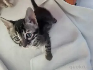 bengalkatze silver charcoal  mit Stammbaum  Bild 4