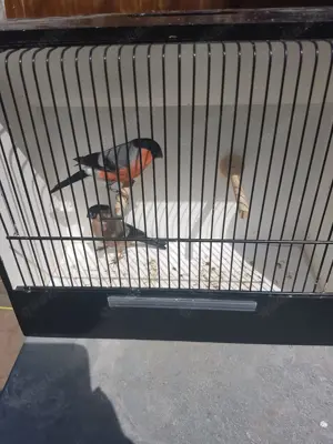 Europäische Dompfaff 