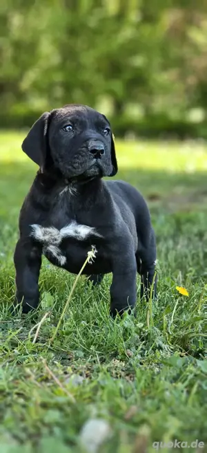Reinrassige Presa Canario Welpen