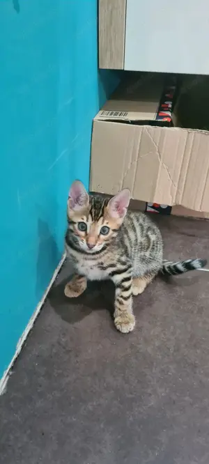 Exotische Mini- Leoparden zu vergeben- Bengalbabys mit WOW- Effekt!