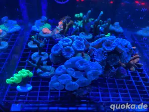 Caulastrea Meerwasser Koralle