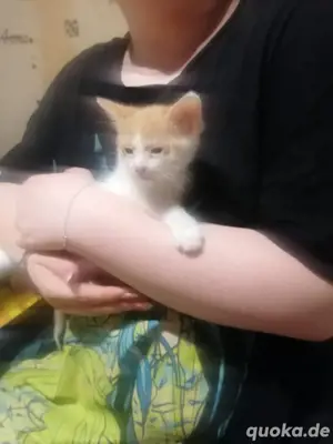 katzen mädchen sucht dringend ein neues zuhause 