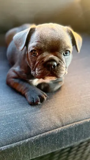 Auszugsbereit! Französische Bulldogge Welpen Blue Bild 3