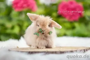 Minilop, Zwergwidder, Mini Lop, Kaninchen, Zwergkaninchen, Babys