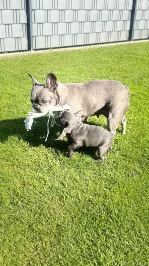 Auszugsbereit! Französische Bulldogge Welpen Blue Bild 10