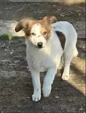 Wer schenkt Lucy ein glückliches Hundeleben    