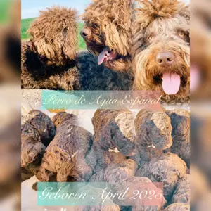 Spanischer Wasserhund Perro de Aqua Espanol Welpen