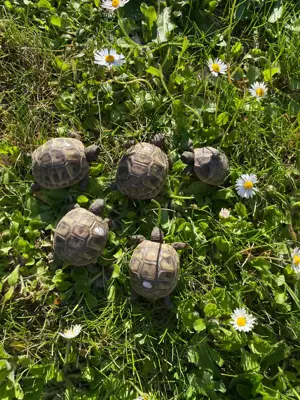Griechische Landschildkröten Thb