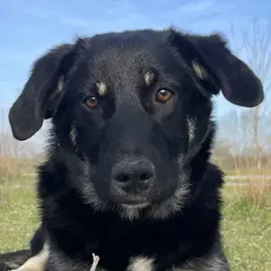 Ella, geb. ca. 09 2024, lebt in GRIECHENLAND, im städt. Tierheim Serres