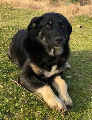 Ella, geb. ca. 09 2024, lebt in GRIECHENLAND, im städt. Tierheim Serres Bild 10