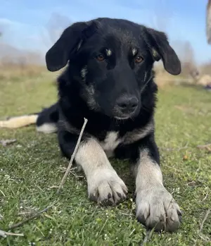 Ella, geb. ca. 09 2024, lebt in GRIECHENLAND, im städt. Tierheim Serres Bild 5