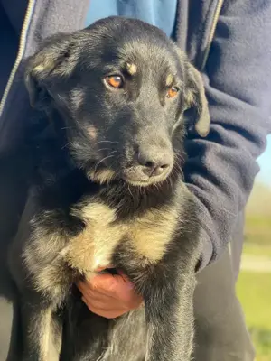 Ella, geb. ca. 09 2024, lebt in GRIECHENLAND, im städt. Tierheim Serres Bild 9