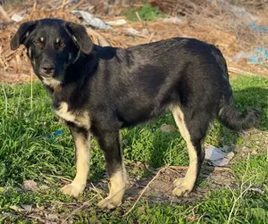 Ella, geb. ca. 09 2024, lebt in GRIECHENLAND, im städt. Tierheim Serres Bild 7