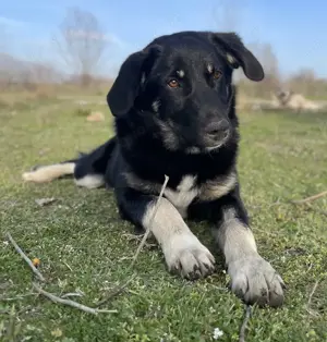 Ella, geb. ca. 09 2024, lebt in GRIECHENLAND, im städt. Tierheim Serres Bild 4