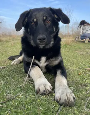 Ella, geb. ca. 09 2024, lebt in GRIECHENLAND, im städt. Tierheim Serres Bild 6