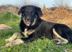 Ella, geb. ca. 09 2024, lebt in GRIECHENLAND, im städt. Tierheim Serres Bild 8