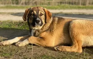 Hami, geb. ca. 09 2024, lebt in GRIECHENLAND, im städt. Tierheim Serres Bild 2