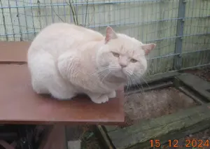 BKH Deckkater mit STB