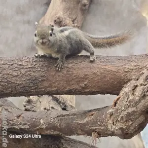 chinesische Baumstreifenhörnchen 