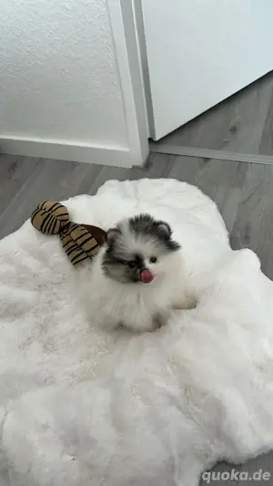 Pomeranian Dame, Chica