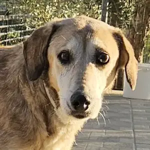 Cleo, geb. ca. 10 2019, lebt in GRIECHENLAND, auf einer privaten Pflegestelle  