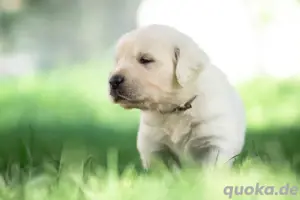 Golden Retriever Welpen 