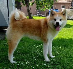 Akita Inu 